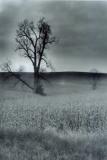 Strange Tree