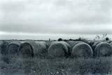 Hayrolls