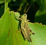 Spur throated Grasshopper 1