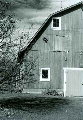 Tall Barn with Cherry Tree