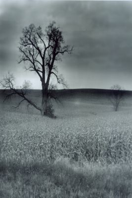 Strange Tree