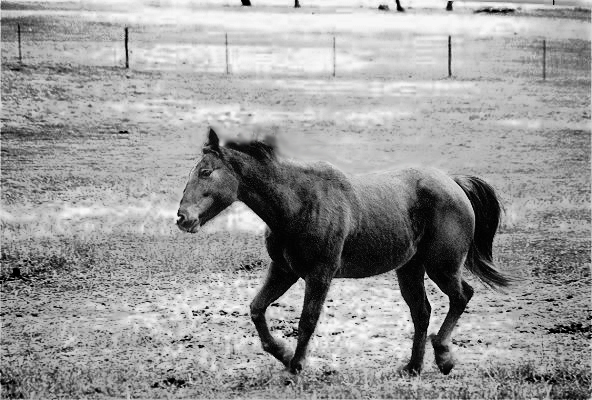 Running Horse