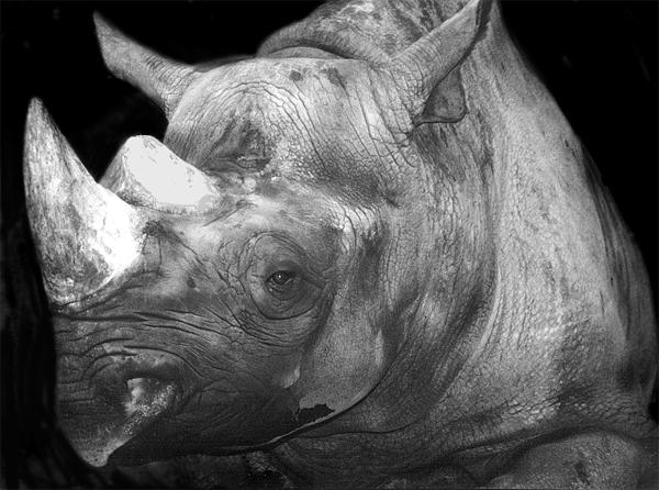 Rhino Head