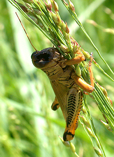 Spur-throated Grasshopper