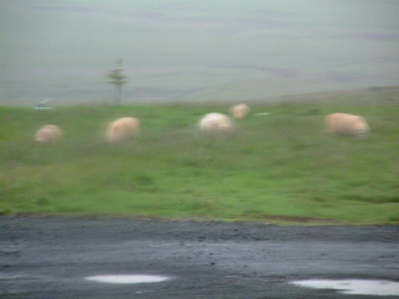 First night: Efri Br near Selfoss - sheep from our cottage window