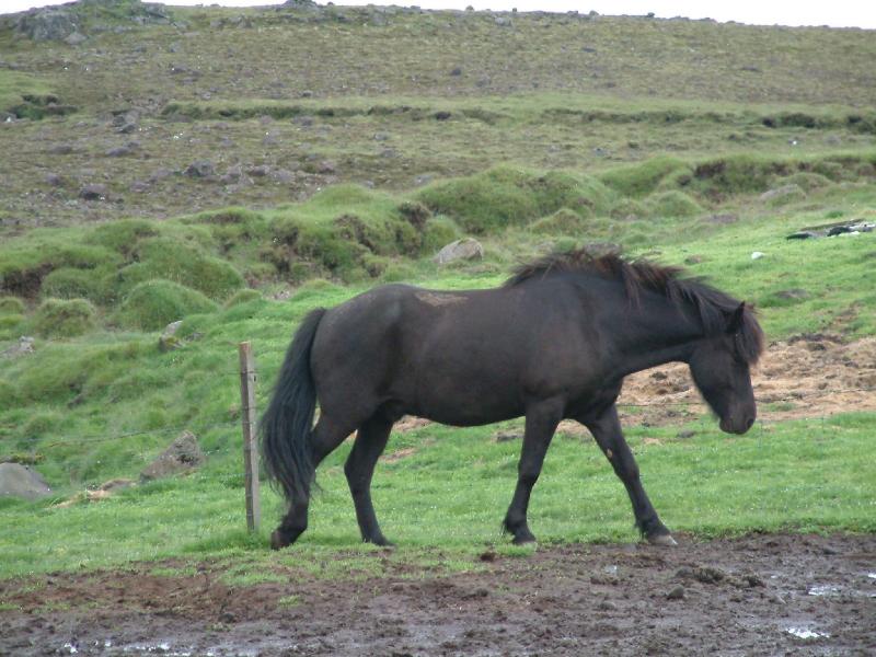 Horse at Efri Br
