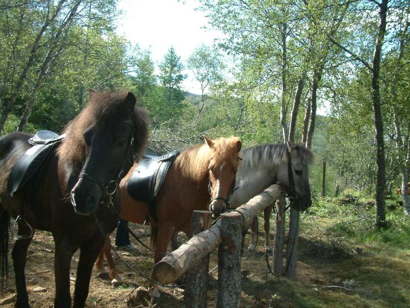 Horse riding at Summer Guesthouse Hússtjórnarskólinn