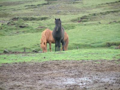 Horses at Efri Br