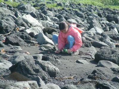 Daughter collecting black sand at beach at Eyrarbakki