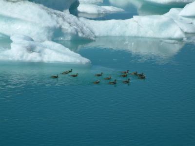 Cold ducks at Jökulsárlón
