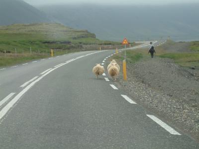 Sheep on the road, a common sight