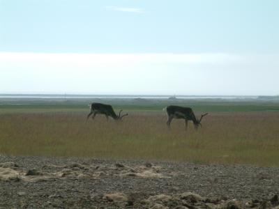 Reindeer north of Höfn