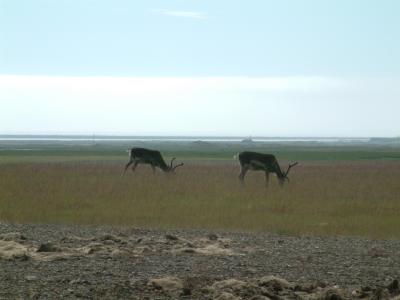 Reindeer north of Hfn