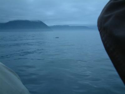 Whale ahoy!