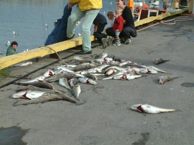 Fish brought ashore at Hofsós