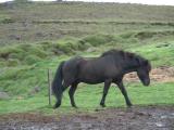 Horse at Efri Brú