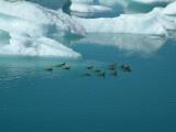 Cold ducks at Jökulsárlón