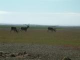 Reindeer north of Höfn