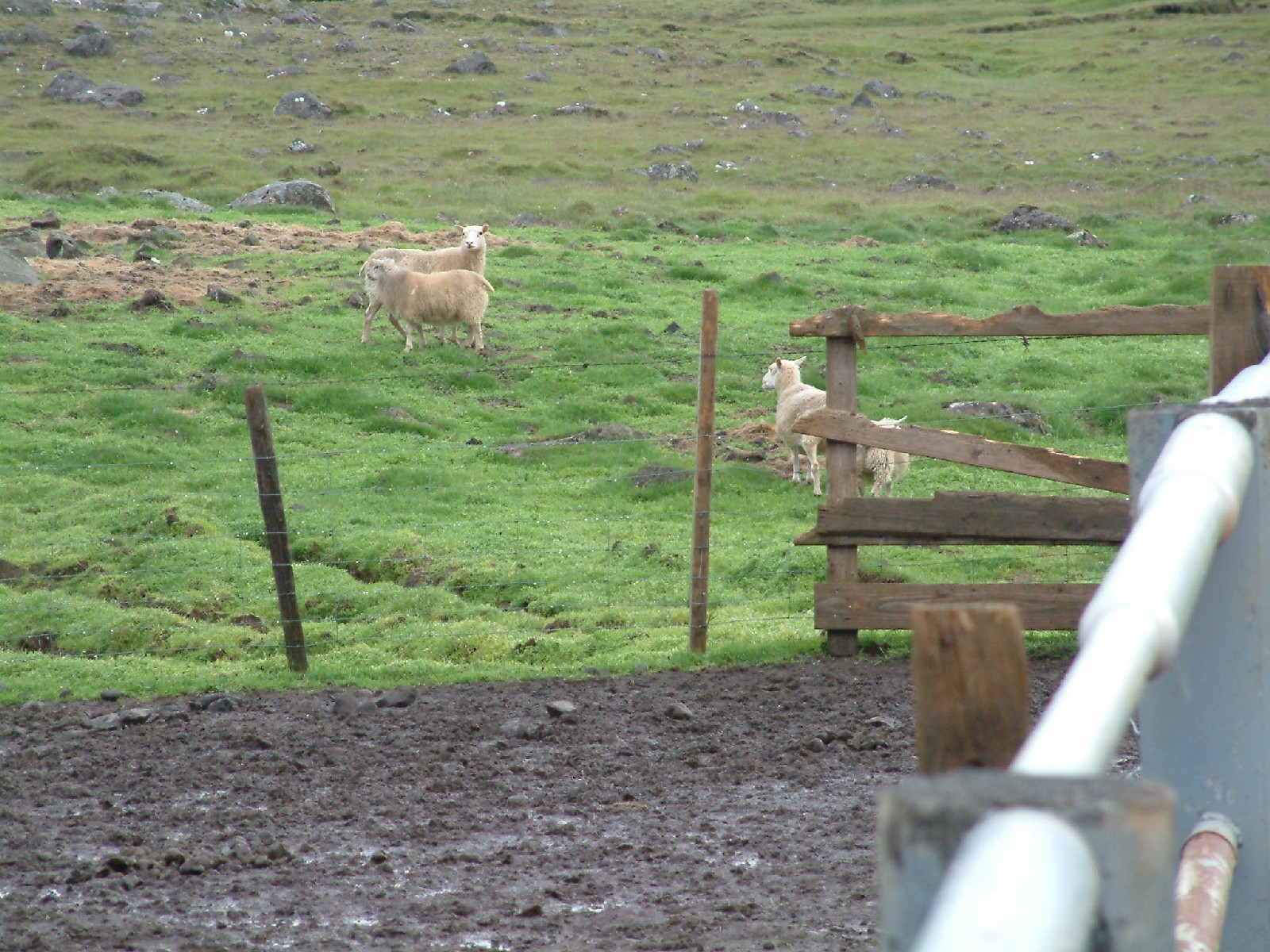 Sheep at Efri Br
