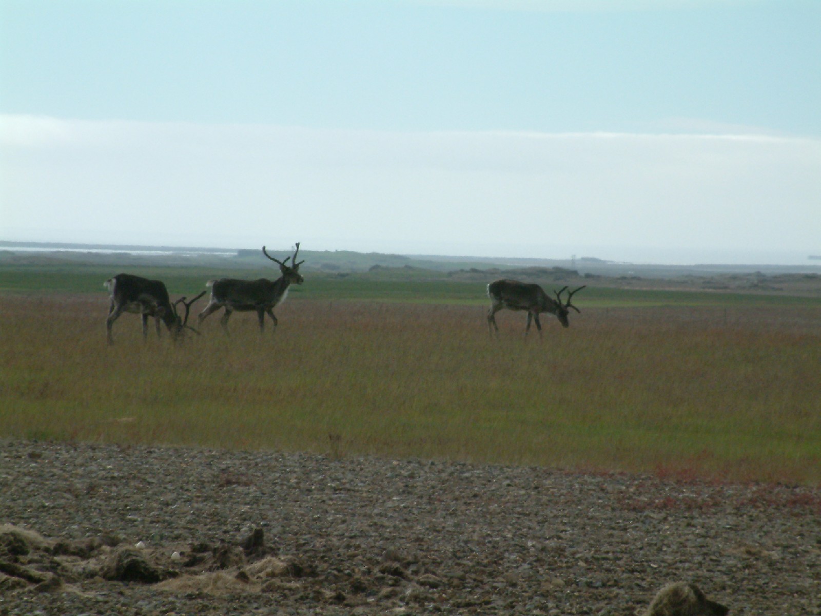 Reindeer north of Hfn