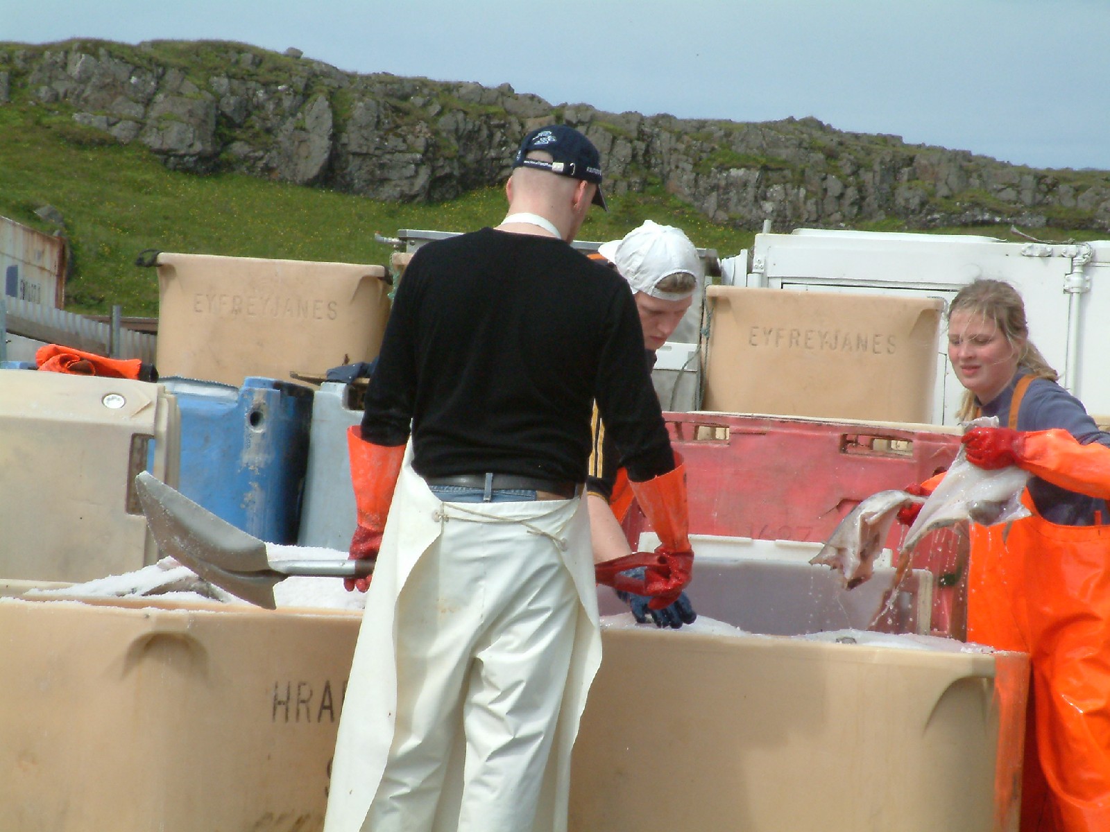 Packing fish in Djpivogur