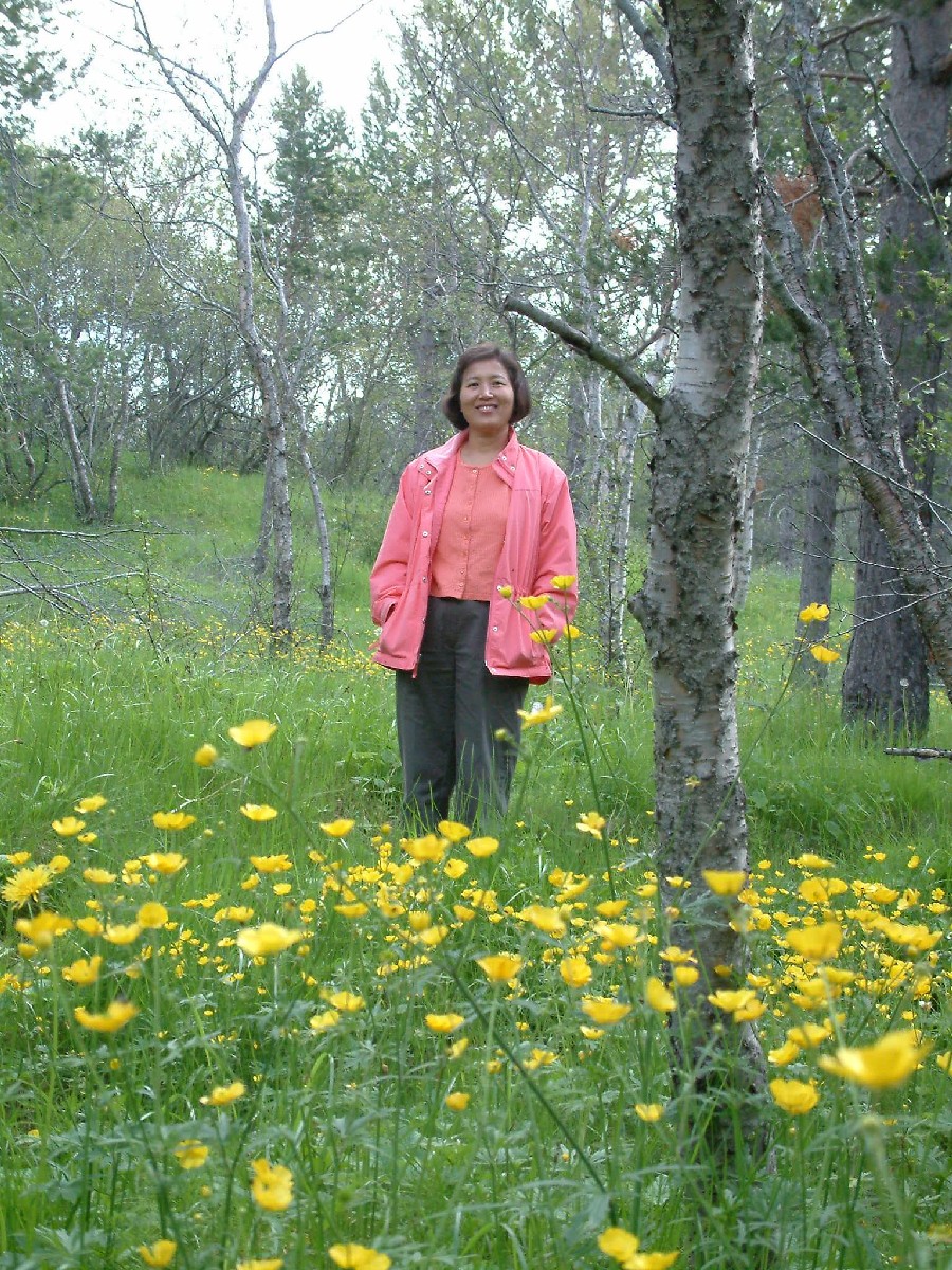 Wild butter cups on a hiking trail near Summer Guesthouse Hsstjrnarsklinn south of Egilsstair