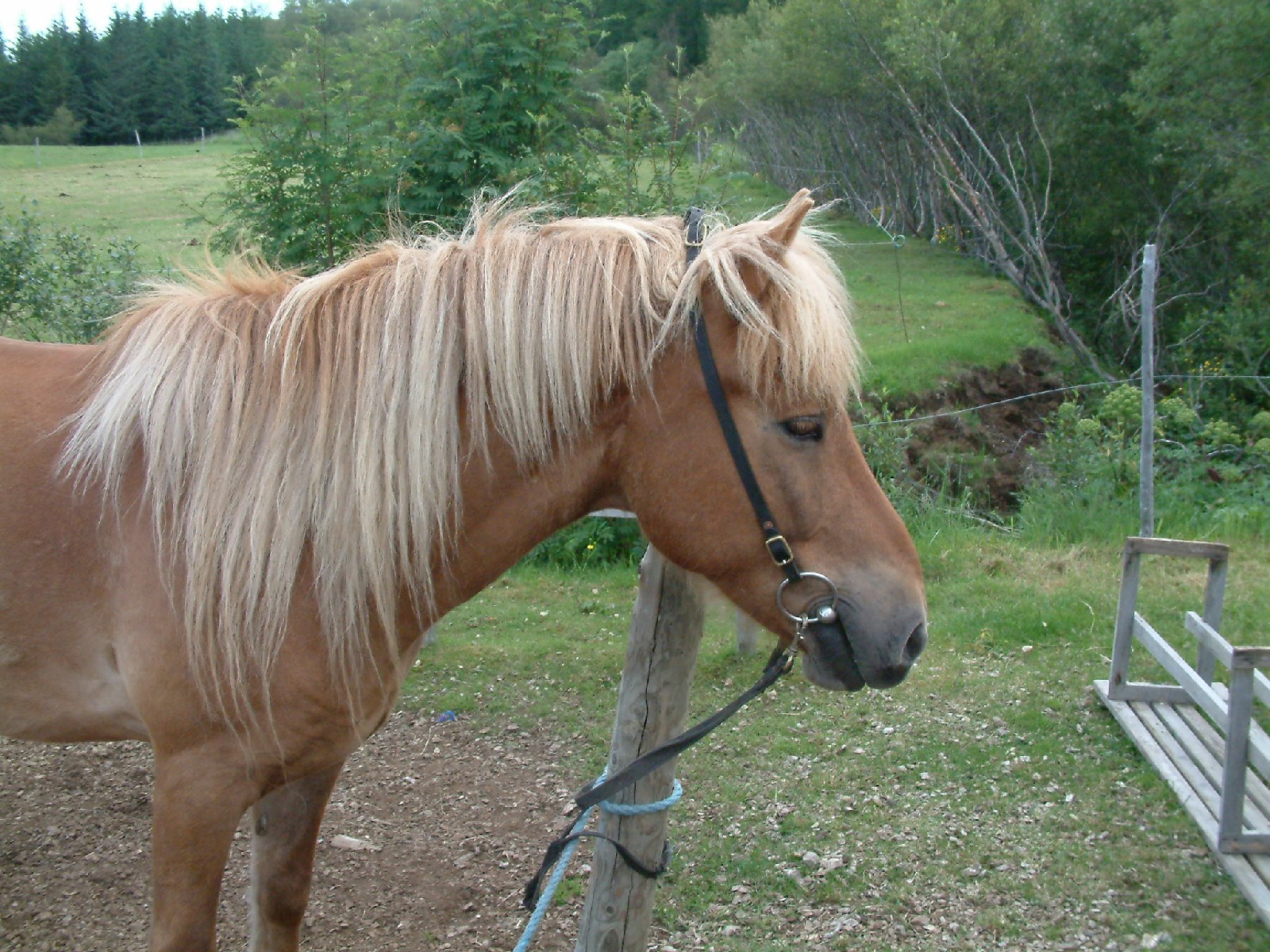 Horse riding at Summer Guesthouse Hsstjrnarsklinn