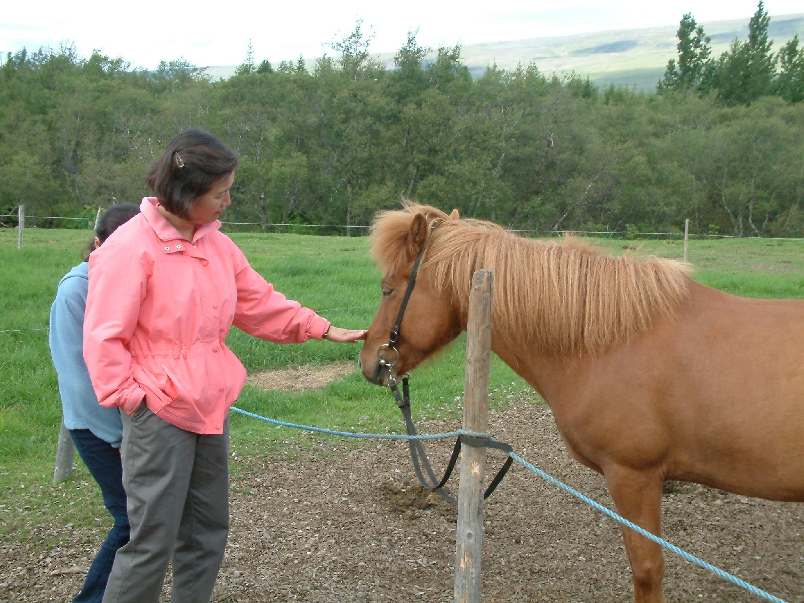 Horse riding at Summer Guesthouse Hsstjrnarsklinn