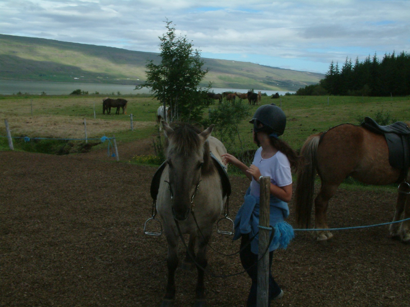 Horse riding at Summer Guesthouse Hsstjrnarsklinn
