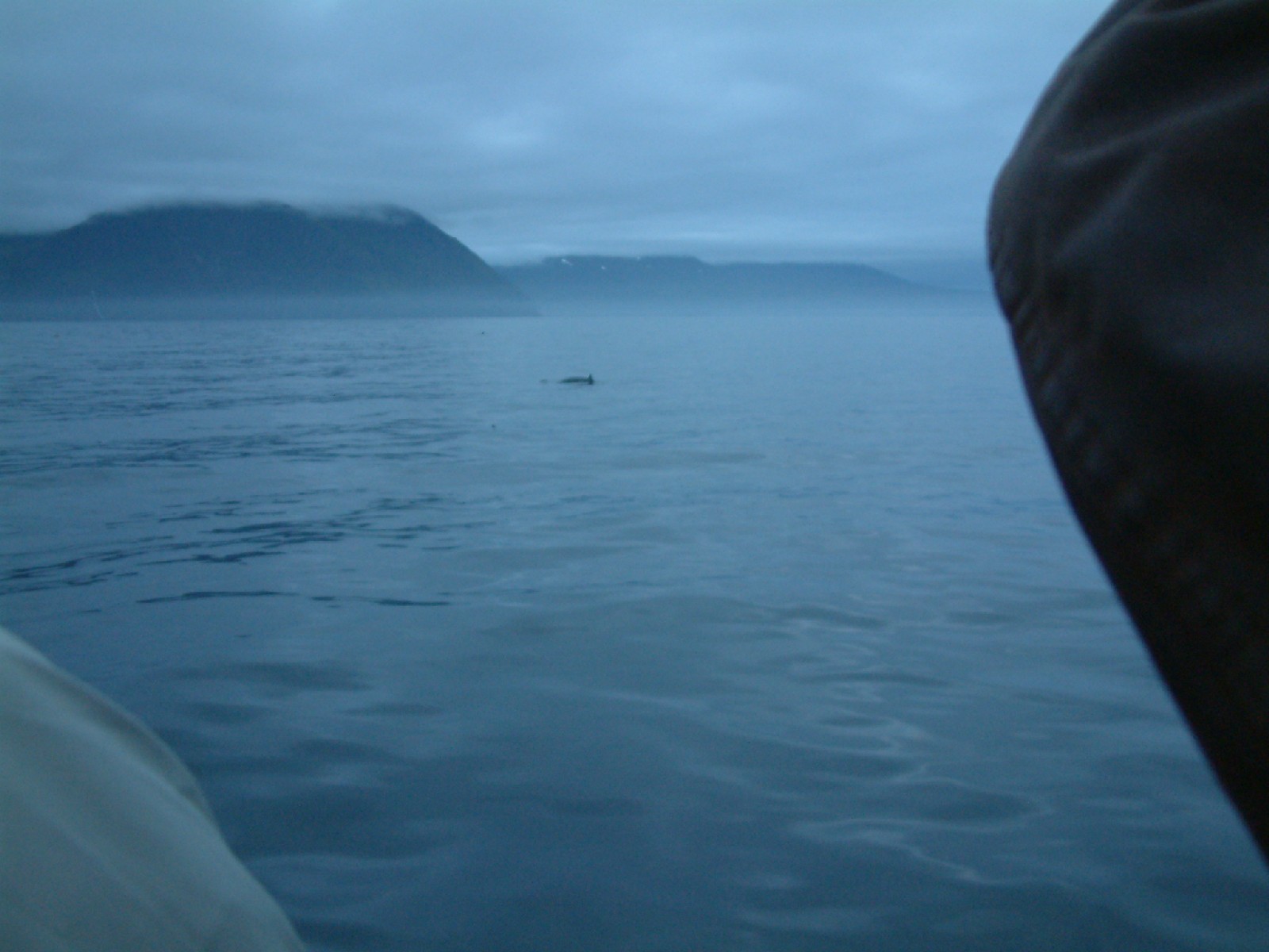 Whale ahoy!