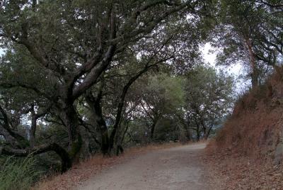 Mount Tam Trails2.JPG