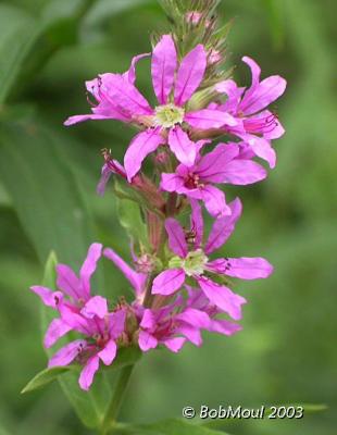 Purple Loosestrife