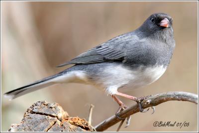 Dark Eyed Junco-Male