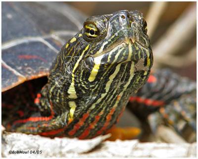 Painted Turtle