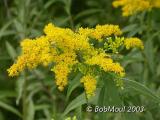 Goldenrod