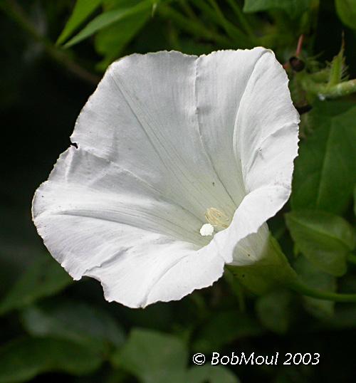 Hedge Bindweed