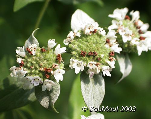 Hoary Mountain Mint