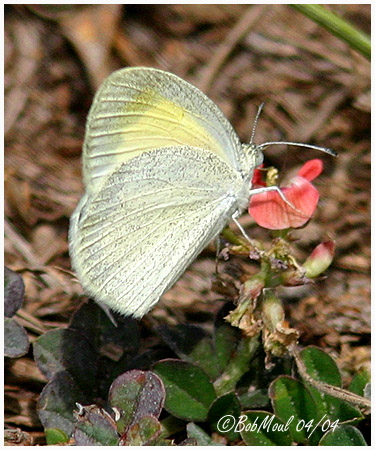 Barred Yellow