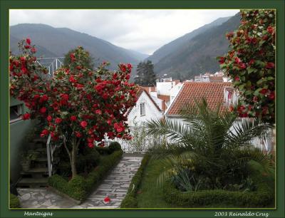 u13/rcruz/medium/38604258.CamliasemManteigas.jpg