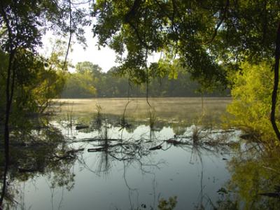 Morning Mist.jpg