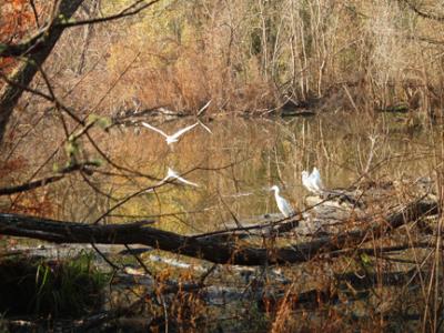 Egrets.jpg