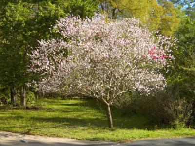 Pink Tree.jpg