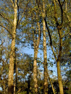 TreesSunset.jpg