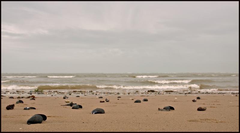 Mussel Beach