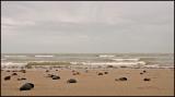 Mussel Beach