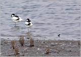 Avocet Pair, Titchwell