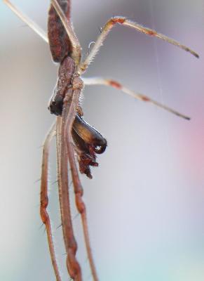 spider-hanging.jpg
