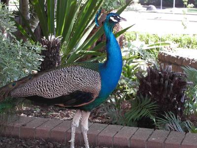 male-peacock.jpg