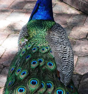 back-of-male-peacock.jpg