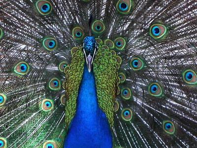 male-peacock-up-close.jpg